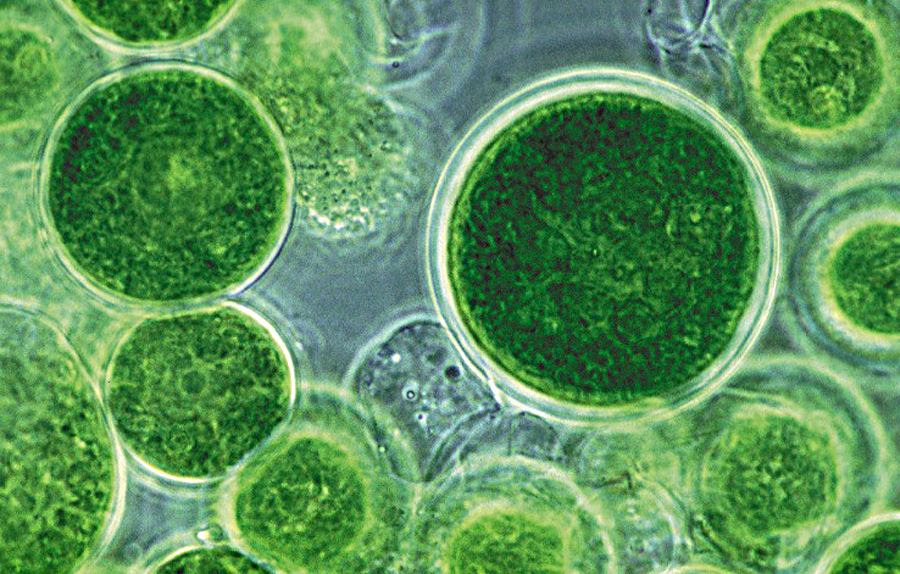 Clorella: i grandi benefici di una piccola alga unicellulare