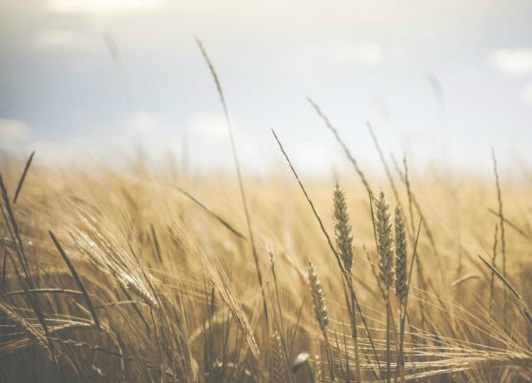 Coltivare bio può rivelarsi più efficace dei metodi tradizionali. Per cinque ottimi motivi